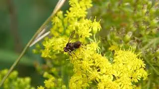 Nomada flavopicta ♂ (Apidae) et Sicus ferrugineus (Conopidae) butinent Solidago