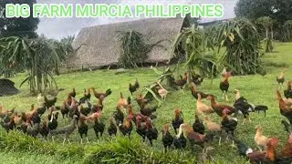 Doc Nilo Magtibay Farm - Feeding Time Free Range Big Farm Outdoor Breeding Pens 
