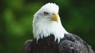 Recovering America's Wildlife Act