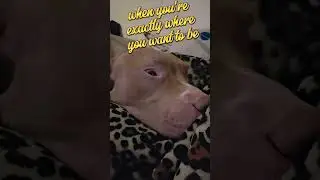 snuggle bug🐾#dog #puppy #doglife #pitbull #foryou #dogshorts #dogs