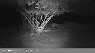 CITWC Nature Park Trail Cam Video #153 HELP! UNKNOWN ANIMAL plus DEER COYOTE SQUIRRLE