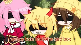 Sleepy bois inc in the bird box