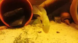geophagus braziliensis,cichlasoma meeki,thorchity