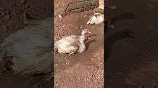 muscovy duck mating #duck ❤️❤️❤️#ducks