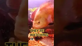 Они следят за тобой&hellip; 👀🐟