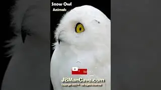 SNOW OWL BIRDS JBManCave.com #Shorts