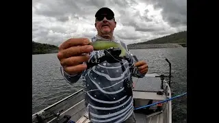 Barra is feeding at Peter Faust Dam Lake Proserpine 😍