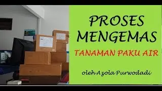 Proses Mengemas Paket Tanaman Paku Air