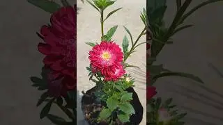 red yellow Aster.