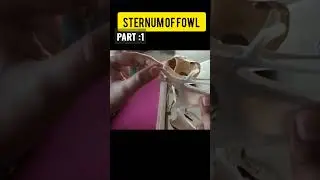 #STERNUM OF FOWL🐔#PVNRTVU#Veterinary college@KORUTLA🥼🩺# Veterinary Anatomy👩&zwj;⚕ @techy_vet8578