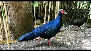 Edwards' Pheasant and Chicks