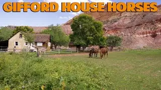 Gifford House  Horses