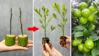 TECHNIQUE: Propagating lemon trees by stimulating extremely rapid root growth using Coca-Cola.