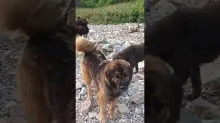 top quality #bhutia dogs #available puppies#9410 743921