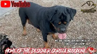 Dog Show & Hulk repeat Breeding TALK - VLOG