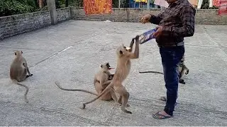 &ldquo;A naughty monkey snatched the food from my hand.&rdquo;😂