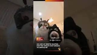👀 The faces of pure GOSSIP energy. #PetLover #FurFamily #CraftnameSign #funnyvideo #pets