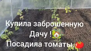 купила заброшенную дачу! посадила томаты. повесила светильник.