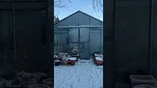 Freezing temperatures and a plant rescue mission #shorts #shortsyoutube #flowers #gardening
