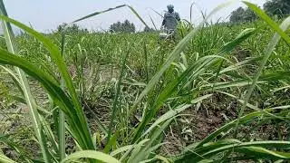 JAFFER AGRO EQUIPMENT THENI(3) power weeders 9786309396
