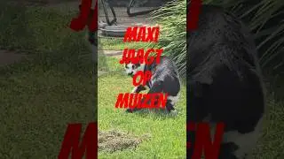 Maxi jaagt op muizen