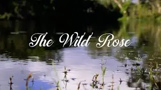 The Wild Rose Official Tralier
