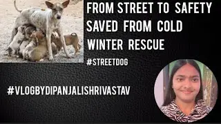 From Cold Streets to a Warm Home 🐶❤️ | Winter Puppy Rescue #vlog #dogrescue #viralvideo 