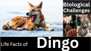 dingo