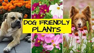Dog-Safe (nontoxic) Plants for Cottage Gardens