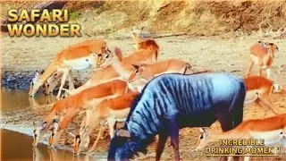 SAFARI WONDER: WHAT HAPPENED WHEN WILDEBEEST AND IMPALAS MET AT THE WATERHOLE! 🦌🦓🌊✨
