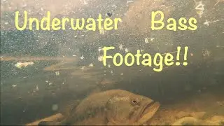Insane Underwater Bass Footage (WAS THIS FISH BEDDING?)
