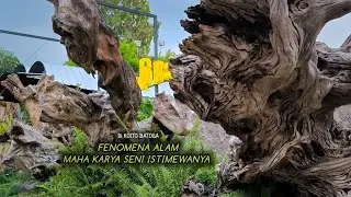 Природные явления в искусстве бонсай