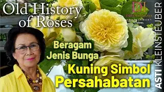 Old History of Roses Beragam Jenis Bunga Kuning Simbol Persahabatan by Asti Kleinsteuber