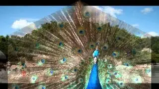Discovery Cove Orlando