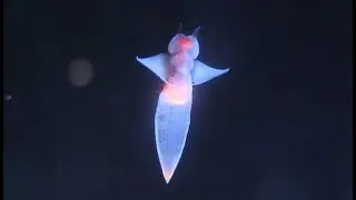 Факты: Морской ангел