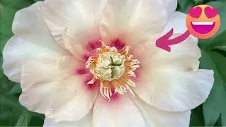 UNIQUE Perennial Flower 🩷 Itoh Peony: Pastel Lilas - Grows back year after year!