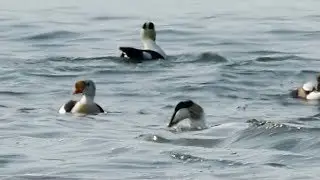 2018 04 07 Texel Blauwborst Koningseider Vogels kijken