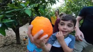 Temecula Wine Country - Family Fun