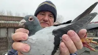 Gołębie Janssen Merx,Van Loon od Holca z Niemiec do rozpłodu 513016809 Artur Pawelec