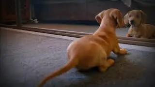 DOGS BARKING | To Make Your Dog Funny Videos | Super Funny Dogs 2021 #DOGSBARKING #FunnyDogs #Shorts