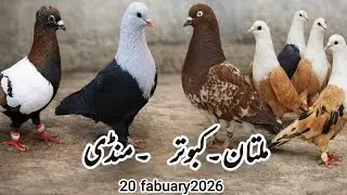 Multan kabootar mandi| Ch Junaid pegions| multan kabutar mandi|fighter kabutar| rangeen kabutar|