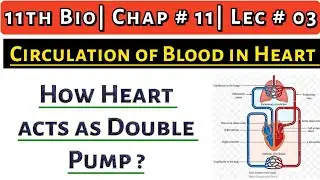 Circulation of Blood in Heart || How Heart Acts as Double Pump ? || 11th Bio| Chap no 11| Lec # 3