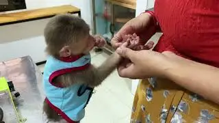 #cuteminkey #babymonkey #monkeymonny #rootvegetable #cute #babymonky #starchyvegetable #animals