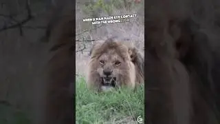 Он встретился взглядом со львом 🤯