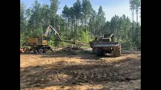 Logging action@BARForest1 