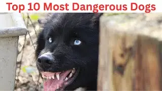 Top 10 Most Dangerous Dog Breeds in the World | You Won&rsquo;t Believe #1