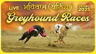 🔴LIVE | WORLD GREYHOUND DOG RACING | FLAT RACE 440 Feet 2025/12/29 #21