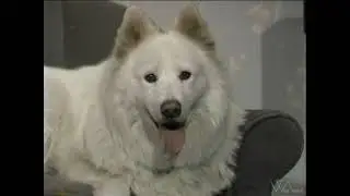 TV20 Dog ID's