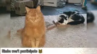 Cats & Coffee - building a 