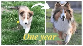 FIRST YEAR OF A SHELTIE!